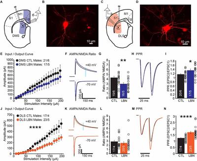 Early life adversity impaired dorsal striatal synaptic transmission and behavioral adaptability to appropriate action selection in a sex-dependent manner